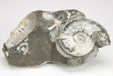 Jurassic Ammonite (Kosmoceras) Cluster - England #207755-1